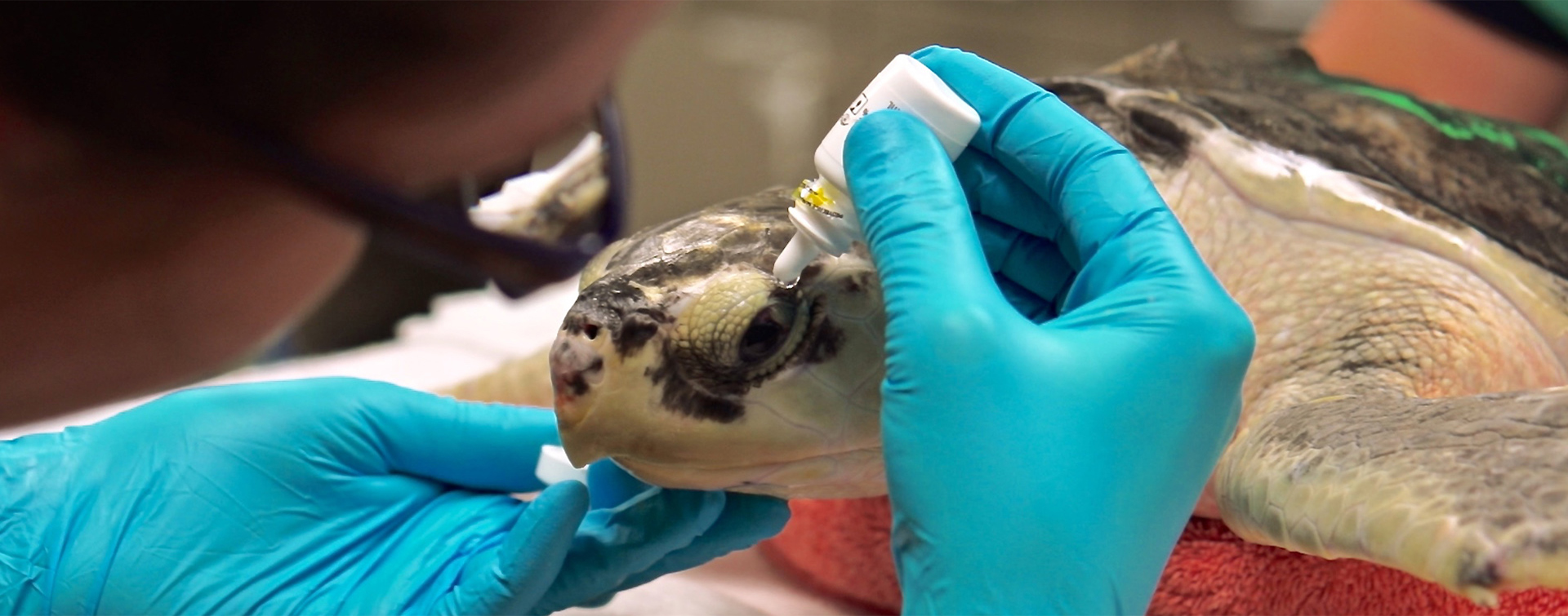 Saving Sea Turtles: Preventing Extinction - APT Worldwide